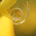 Ginster (Genista sp.)